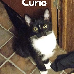 Photo of Curio