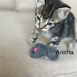 Photo of Aretha