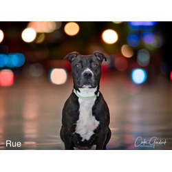 Photo of RUE