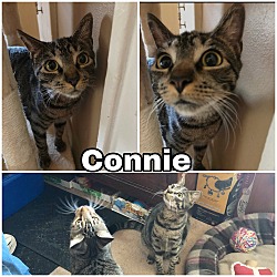 Thumbnail photo of Connie #2