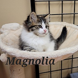 Photo of Magnolia