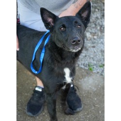 Thumbnail photo of Rosie (Bonded to Tatum) - SPONSORED! #3