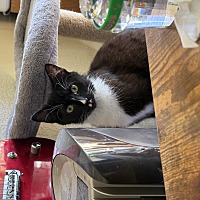 adopt a pet