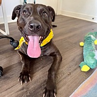 adopt a pet