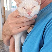 adopt a pet