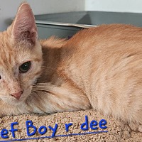 adopt a pet