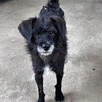 adopt-pet