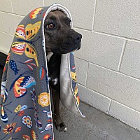 adopt a pet