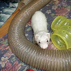 Photo of Slinky