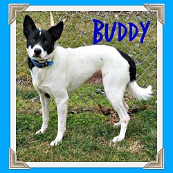 Thumbnail photo of Buddy #4