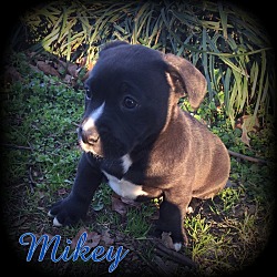 Thumbnail photo of Mikey #2