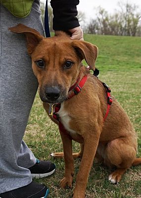 Dallas, TX - Rhodesian Ridgeback/Beagle. Meet Lucy a Pet for Adoption ...