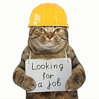 Photo of Working Cats (Sponsored Fee)