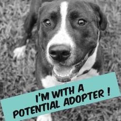 Bishop Animal Shelter SPCA in Bradenton, Florida