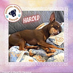 Thumbnail photo of Harold #2