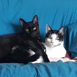 Photo of Miss Pepper & Lima Bean- bonded pair