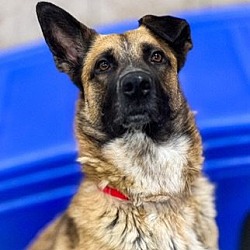 Photo of Sasha-4 Yrs,Great Girl, Loves to Play Fully Vetted
