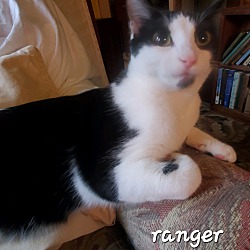 Thumbnail photo of Ranger aka Tux(foster care) #1