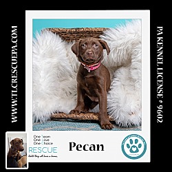 Photo of Pecan (Nutmeg's Pups) 012724