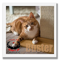 Thumbnail photo of Buster #1