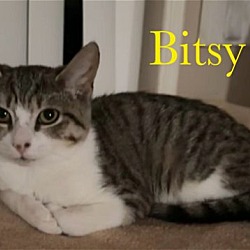 Thumbnail photo of Bitsy #3