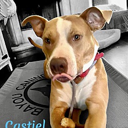 Photo of CASTIEL