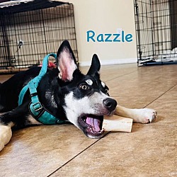 Thumbnail photo of Razzle #3