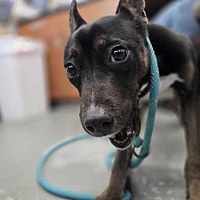 adopt a pet