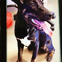 adopt a pet