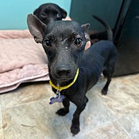 adopt a pet