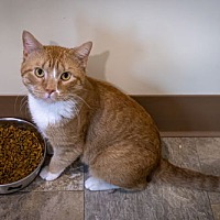 adopt a pet