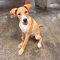 adopt a pet