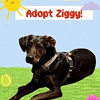 adopt a pet