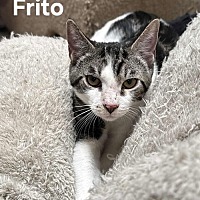 adopt-pet