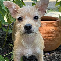 adopt-pet