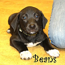 Thumbnail photo of Beans ~ meet me! #2