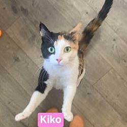 Photo of Kiko