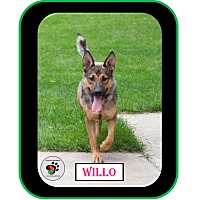 Photo of Willo (Mom of Willo's Litter)