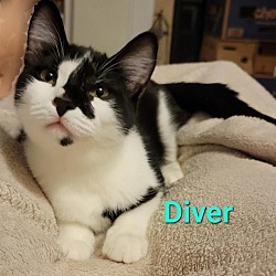 Thumbnail photo of Diver #4