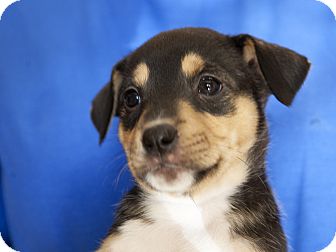Conyers, GA - Mountain Cur. Meet Darcy a Dog for Adoption.