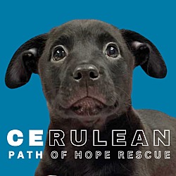 Photo of Cerulean