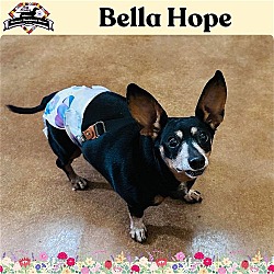 Photo of Bella Hope Diamond