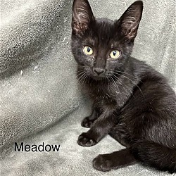 Photo of Meadow