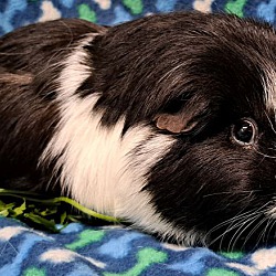 Thumbnail photo of Domino (aka Oreo) #2