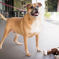 adopt a pet
