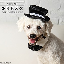 Thumbnail photo of Rex-Pending Adoption #1