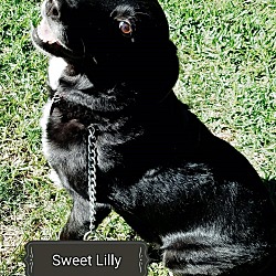 Thumbnail photo of Lilly #1