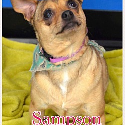 Thumbnail photo of Sampson #1