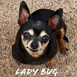 Thumbnail photo of Lady Bug #1