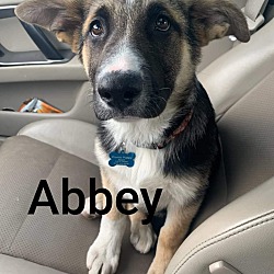 Thumbnail photo of Abbey #3